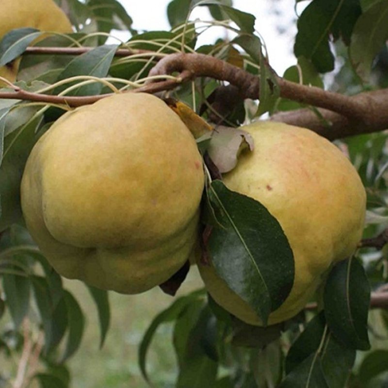Armut (Deveci) Fidanı