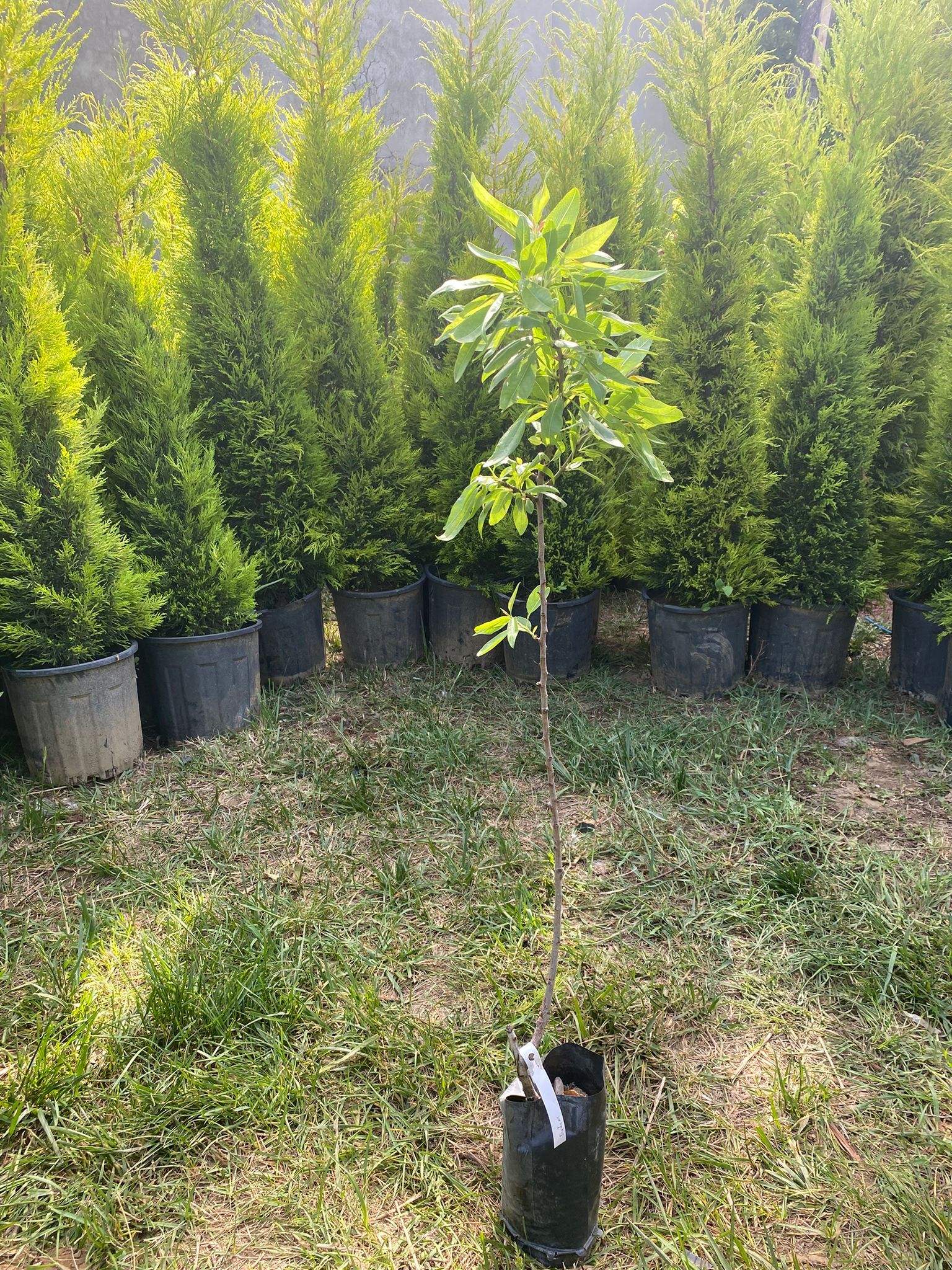 Elle Kırılan ( Nonpareil ) Badem Fidanı