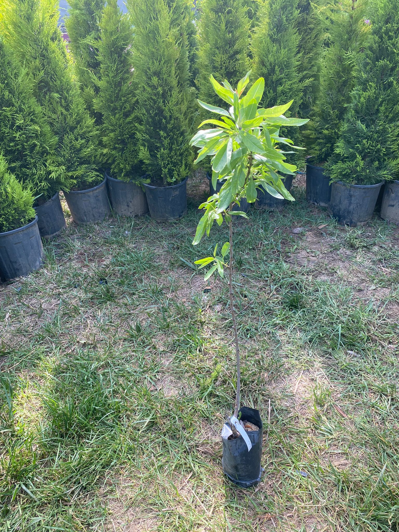 Elle Kırılan ( Nonpareil ) Badem Fidanı