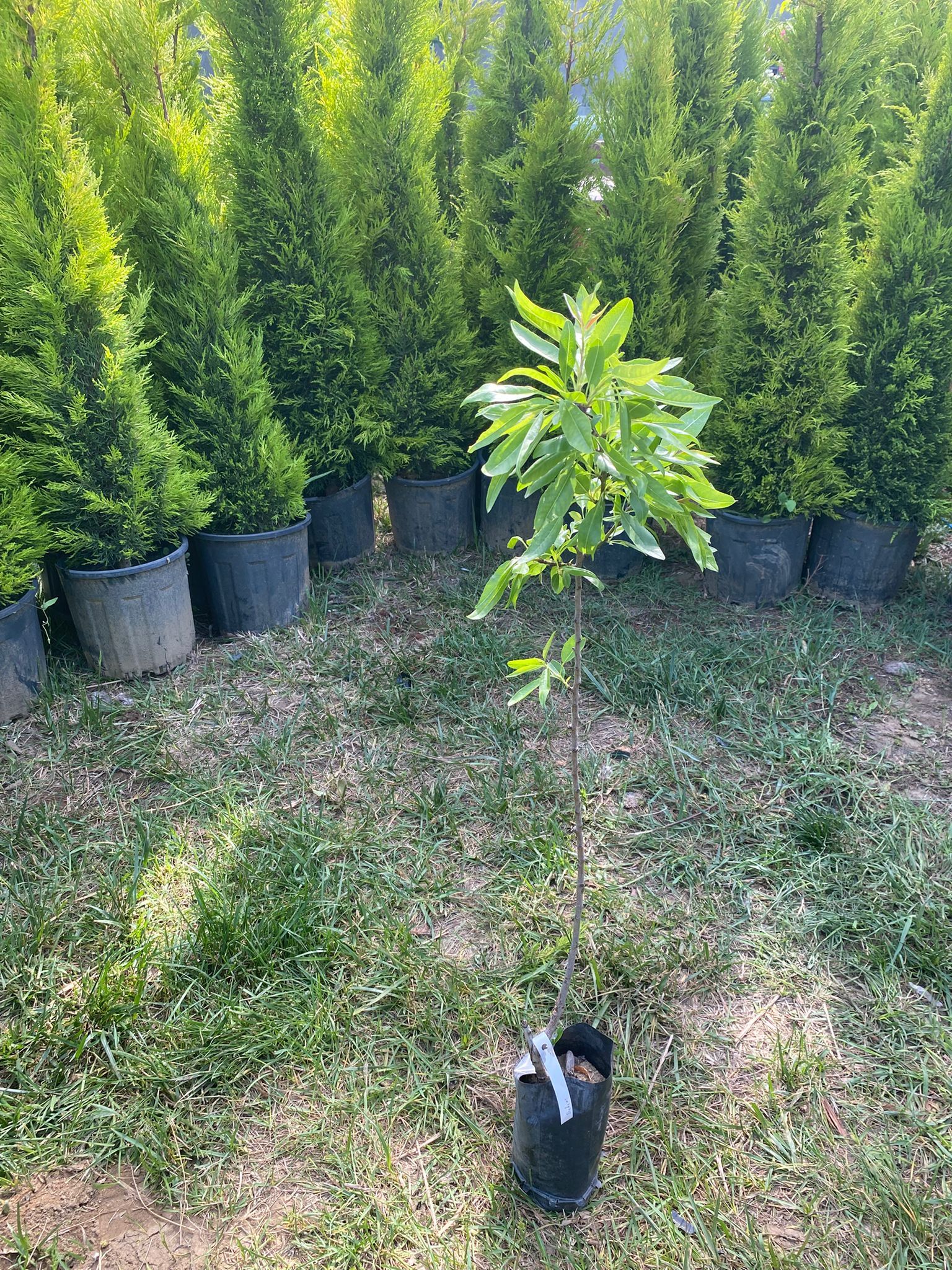 Elle Kırılan ( Nonpareil ) Badem Fidanı