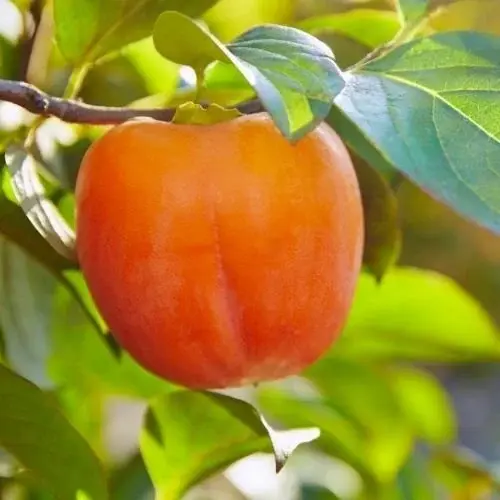Hurma (Fuyu) Fidanı