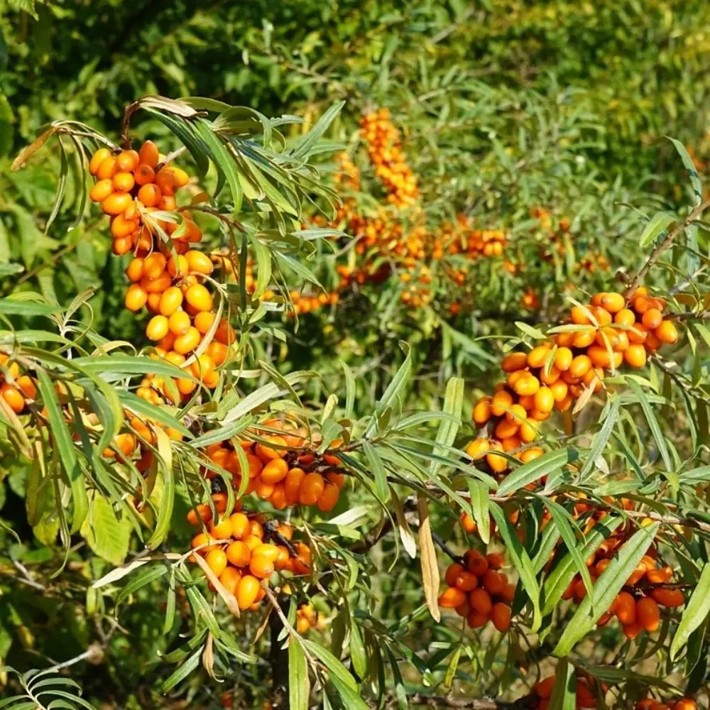 İğde Fidanı