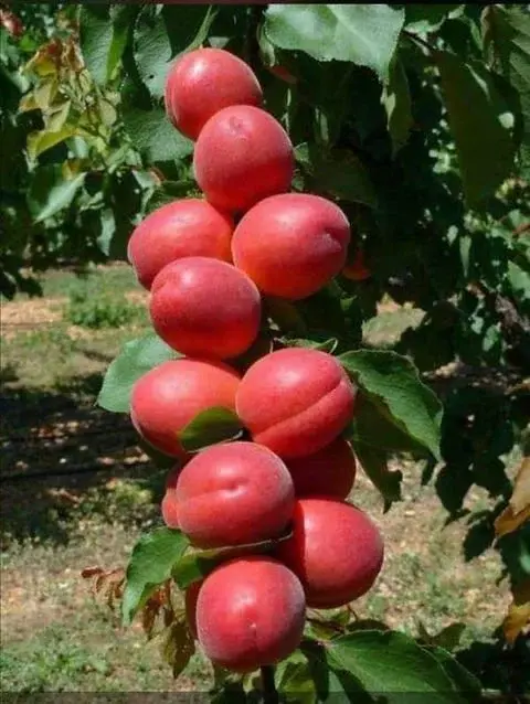 Kayısı (Perfect Red) Fidanı