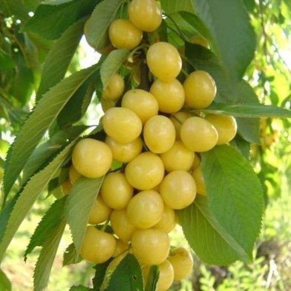 Kiraz (Beyaz) Fidanı