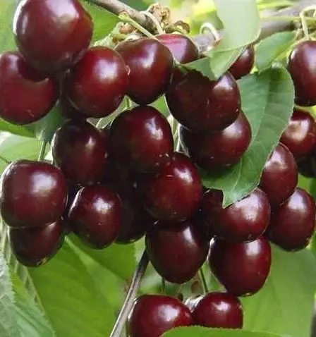Kiraz (Napolyon) Fidanı