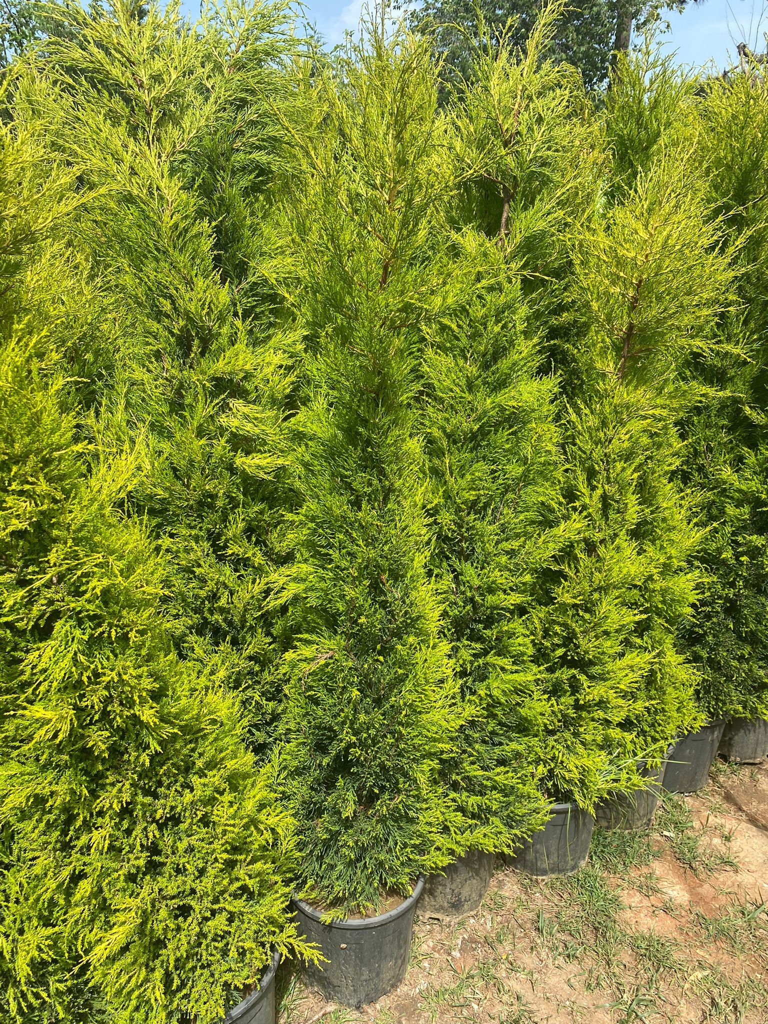 Limon Çamı Fidanı - 80-100 cm - 10 Adet