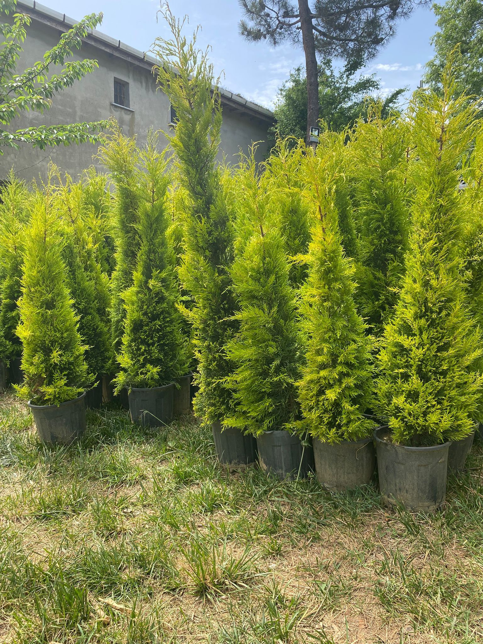 Limon Çamı Fidanı - 80-100 cm - 10 Adet