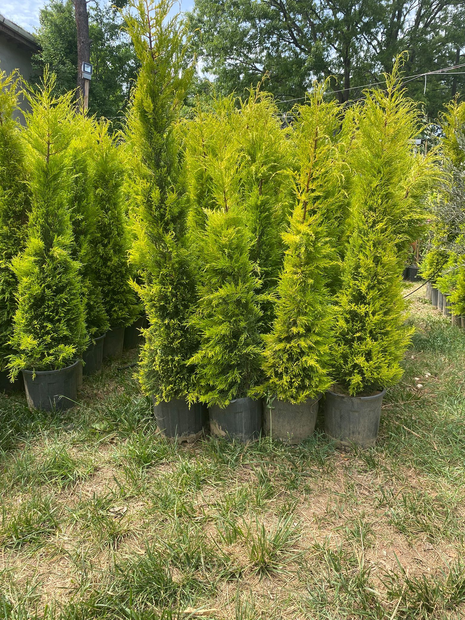 Limon Çamı Fidanı - 80-100 cm - 3 Adet