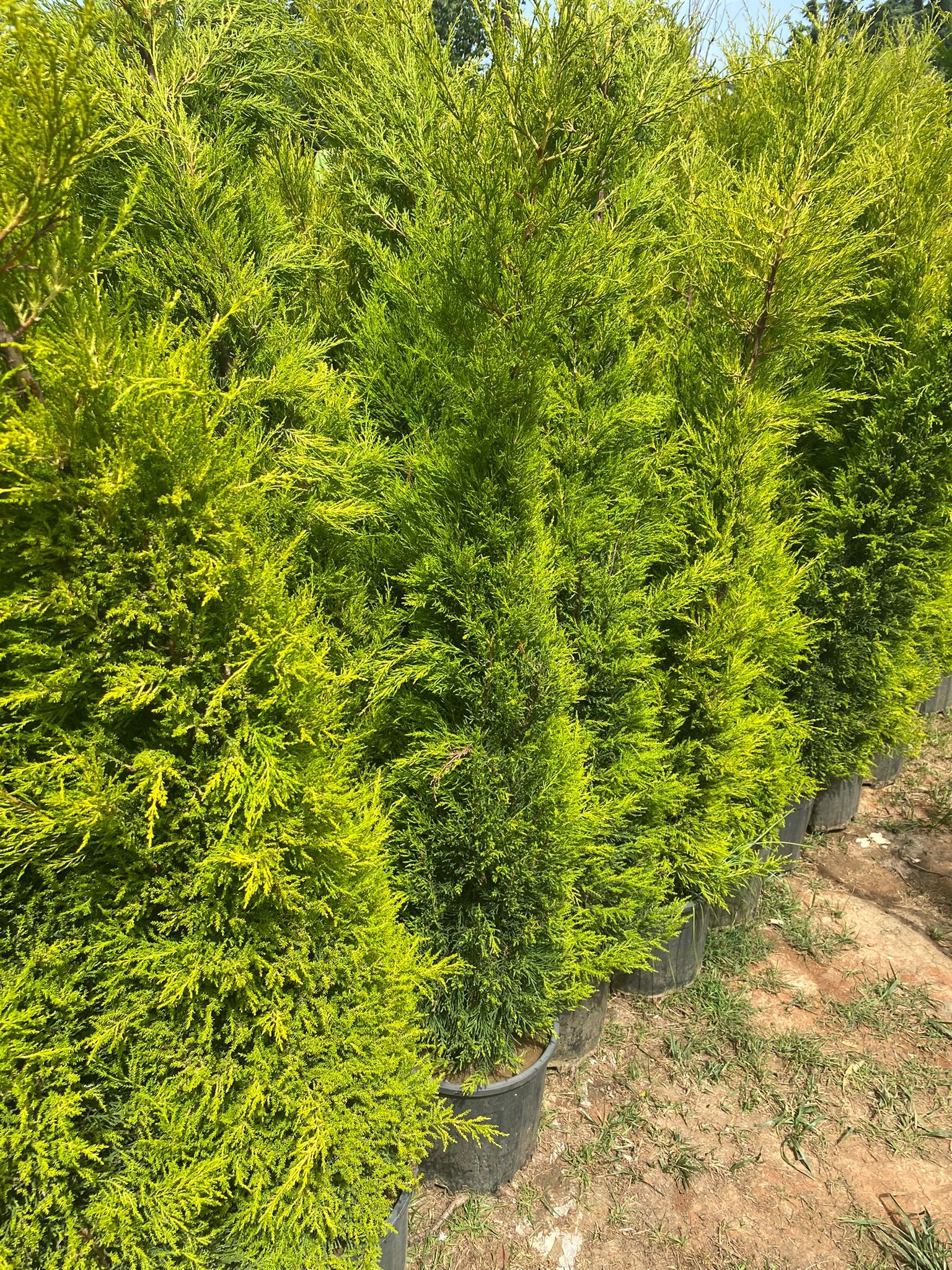 Limon Çamı Fidanı - 80-100 cm - 4 Adet