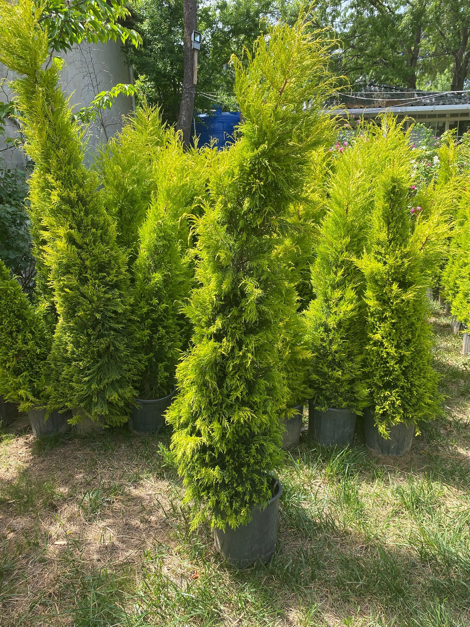 Limon Çamı Fidanı - 80-100 cm - 5 Adet