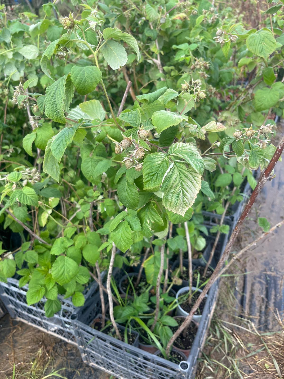 Ahududu - Frambuaz Fidanı