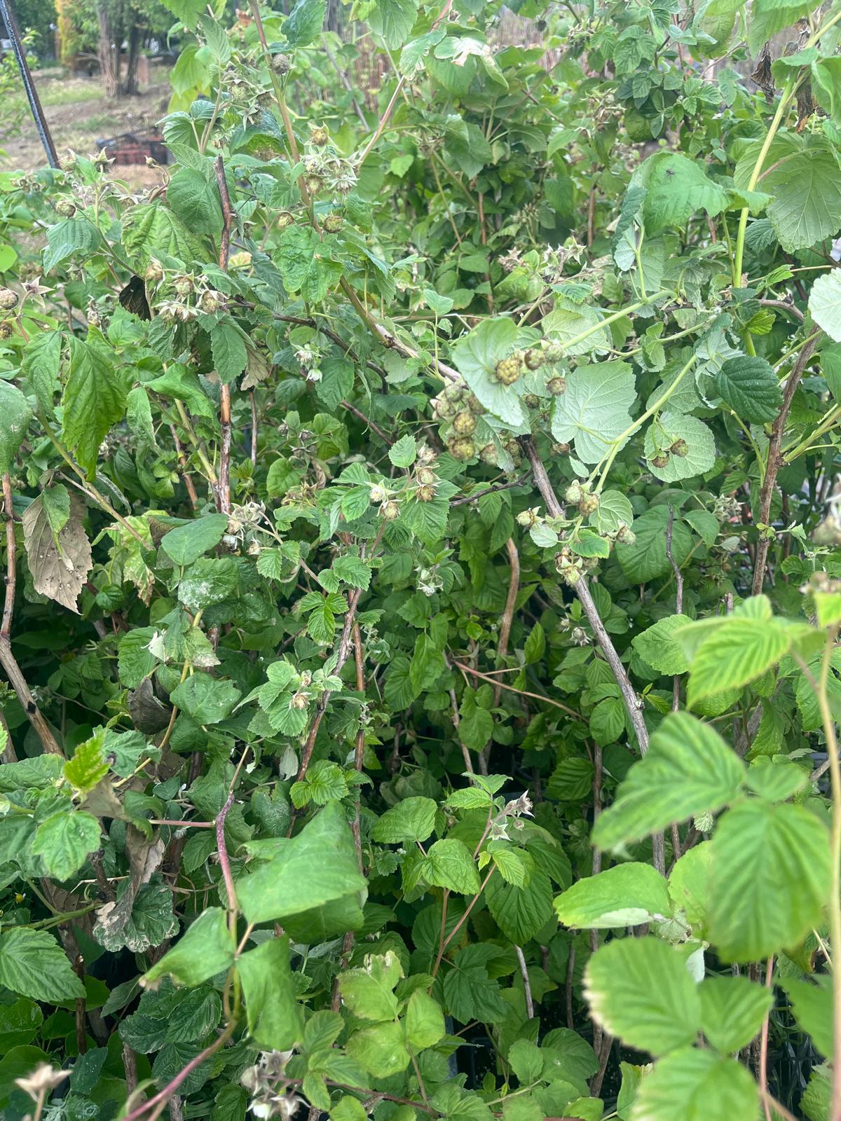 Ahududu - Frambuaz Fidanı