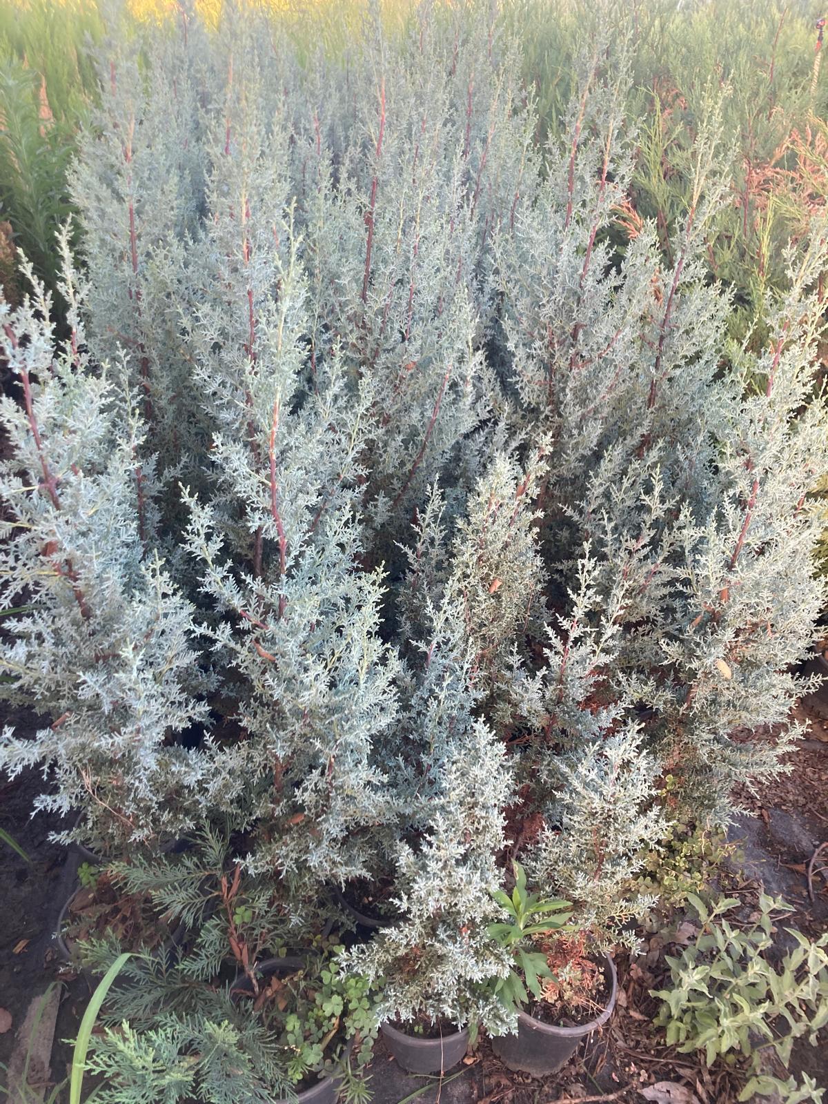 Arizona Mavi Servi Fidanı - 80-100 cm - 4 Adet