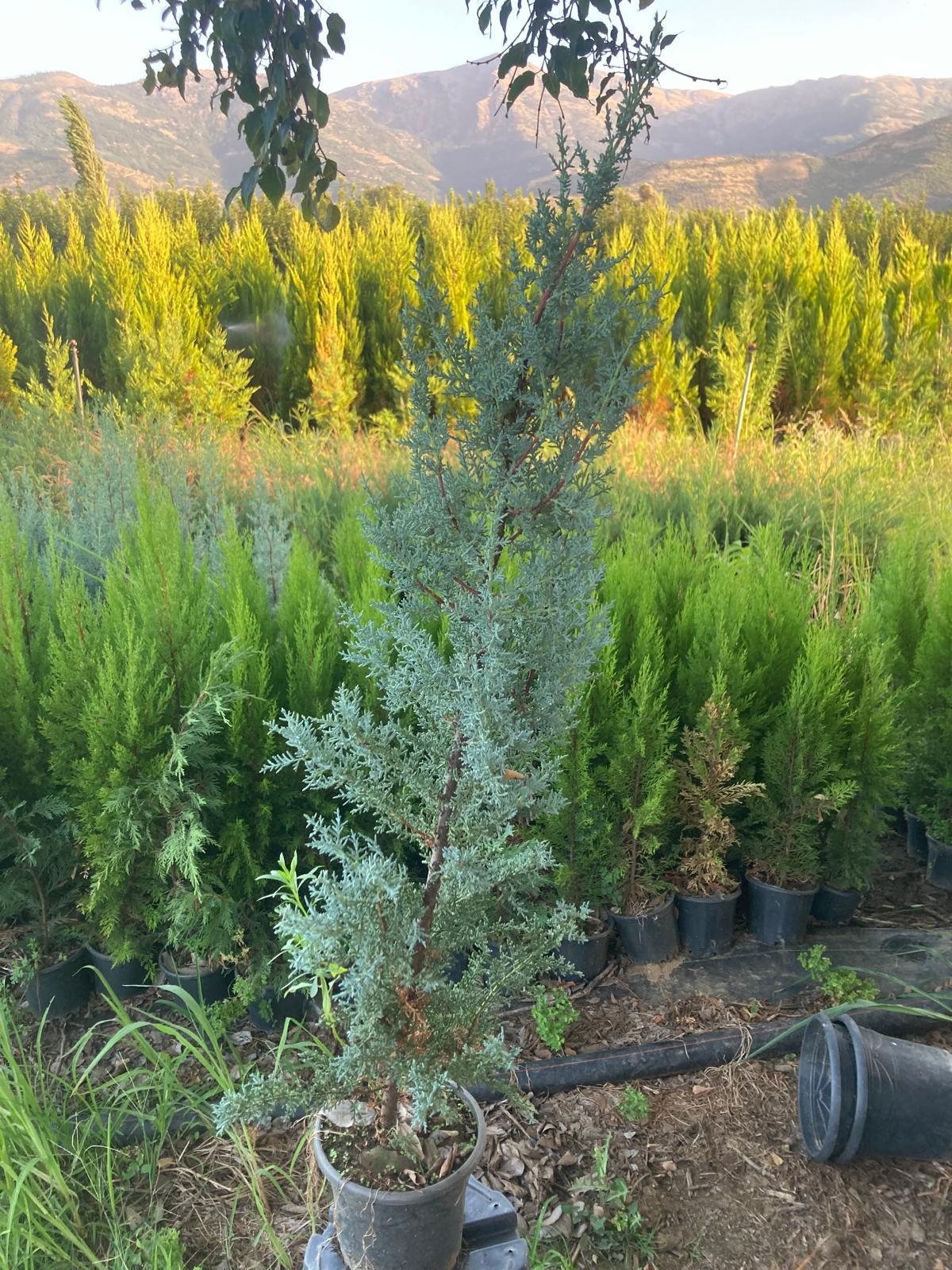 Arizona Mavi Servi Fidanı - 80-100 cm - 4 Adet