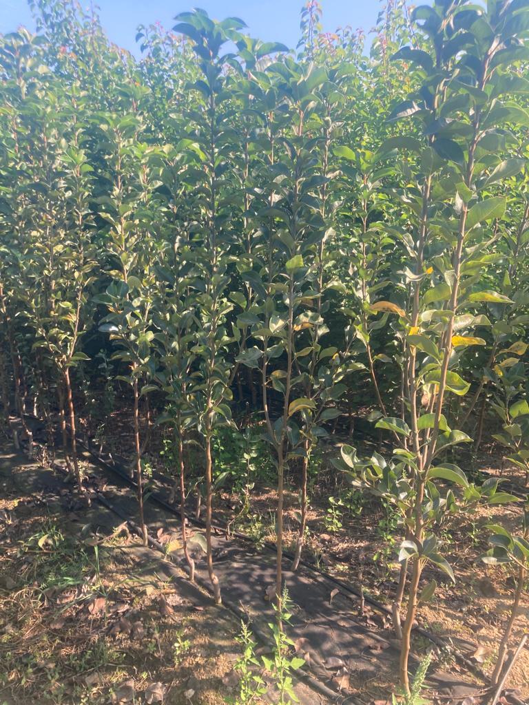 Armut Fidanı Paketi - 2 Yaş - Açık Köklü (3-5-10-20'li Paketler)