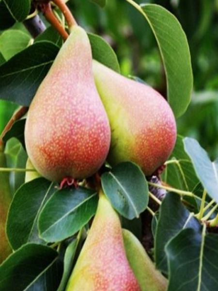 Armut Fidanı Paketi - 2 Yaş - Açık Köklü (3-5-10-20'li Paketler)