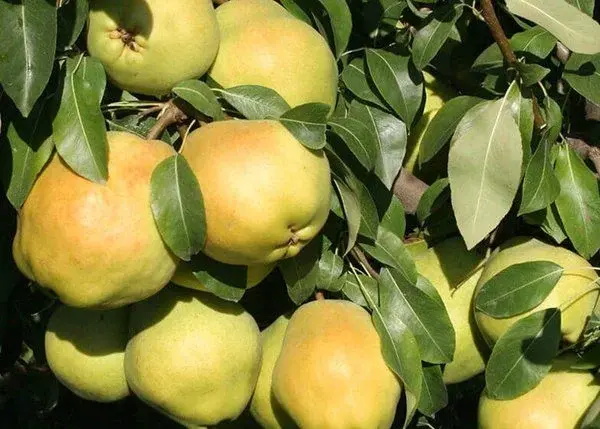 Armut Fidanı Paketi - 2 Yaş - Açık Köklü (3-5-10-20'li Paketler)