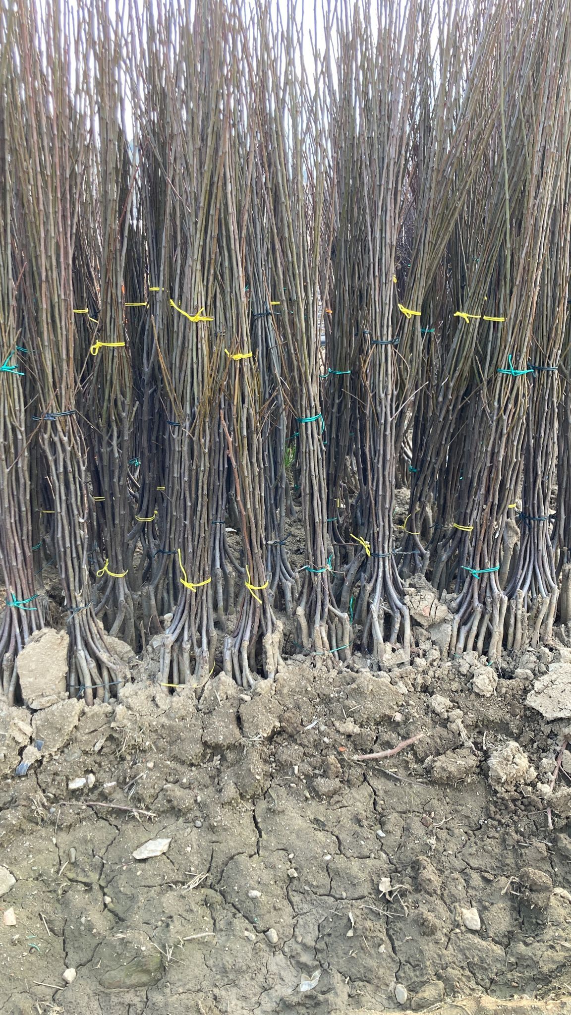 Armut Fidanı Paketi - 2 Yaş - Açık Köklü (3-5-10-20'li Paketler)