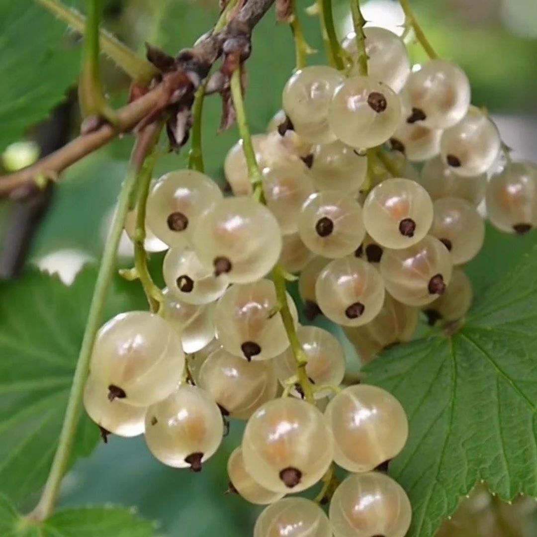 Beyaz Frenk Üzüm Fidanı