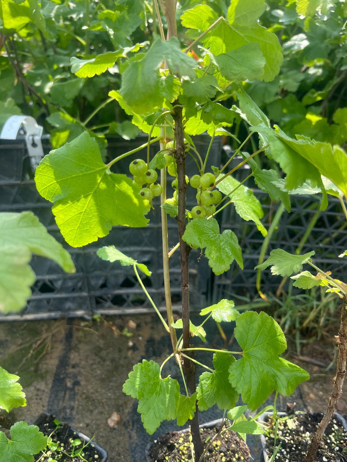 Beyaz Frenk Üzüm Fidanı