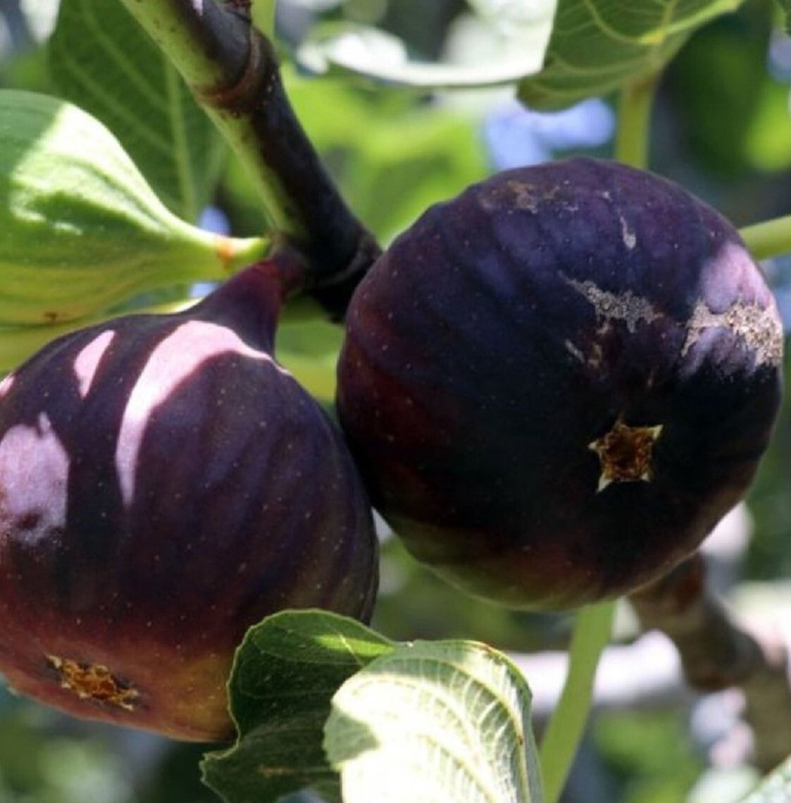 Bursa Siyah İncir Fidanı 