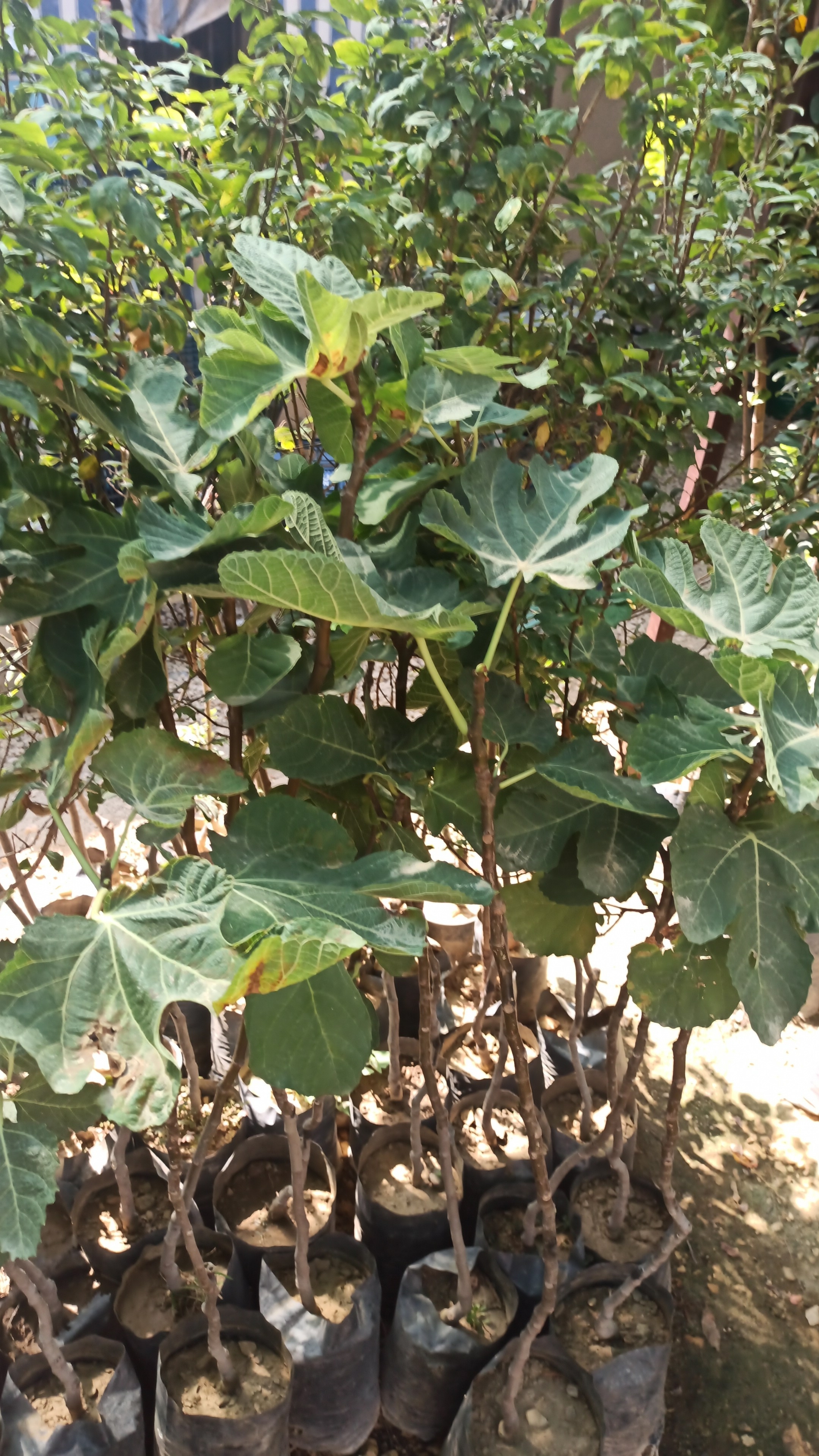 Golden Elma Fidanı - 3 Yaş