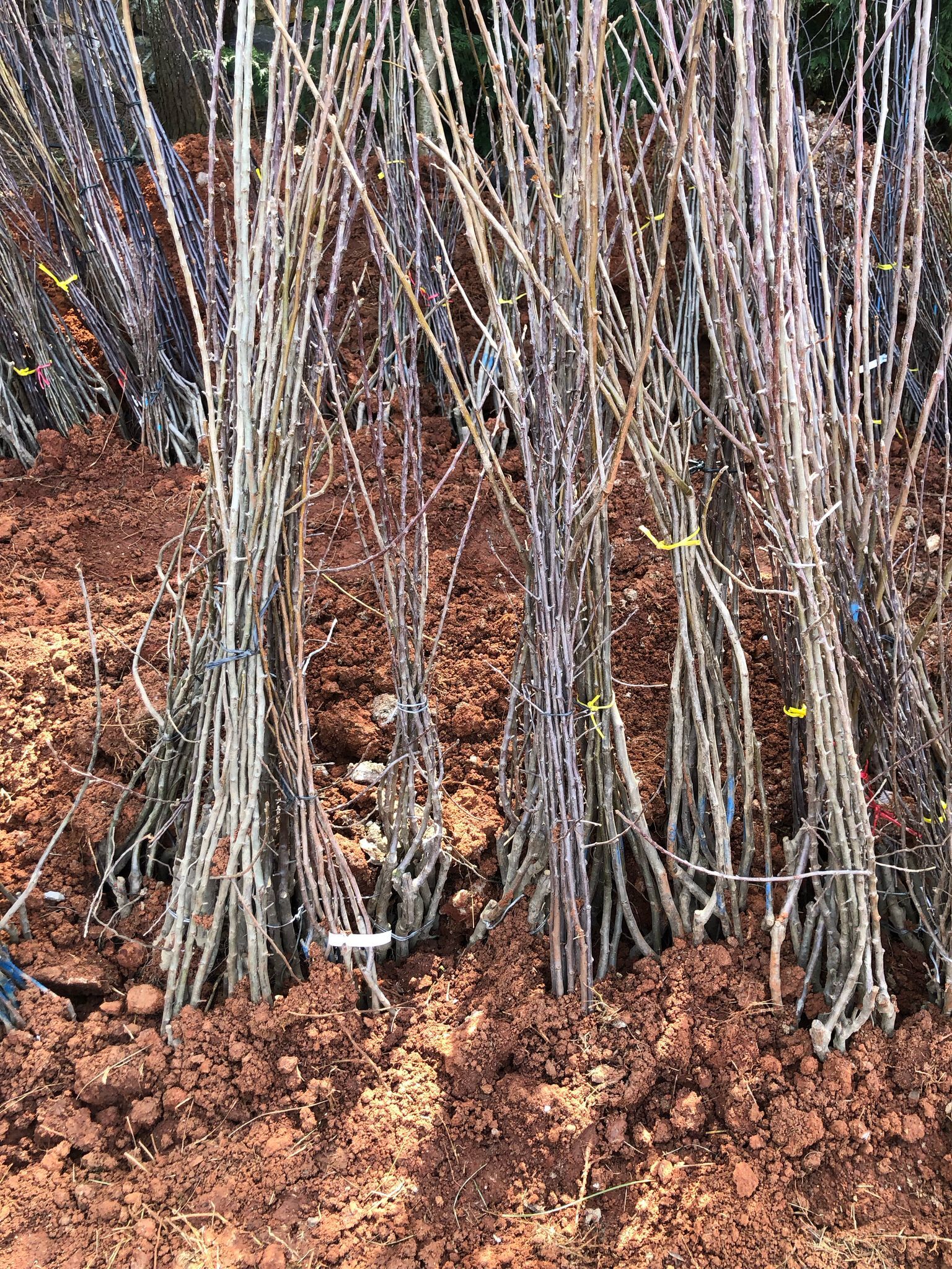 Ceviz Fidanı Paketi - 2 Yaş - Açık Köklü (3-5-10-20'li Paketler)