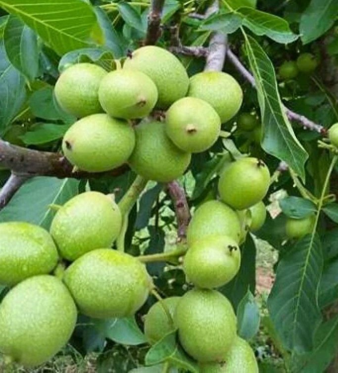 Chandler Ceviz Fidanı