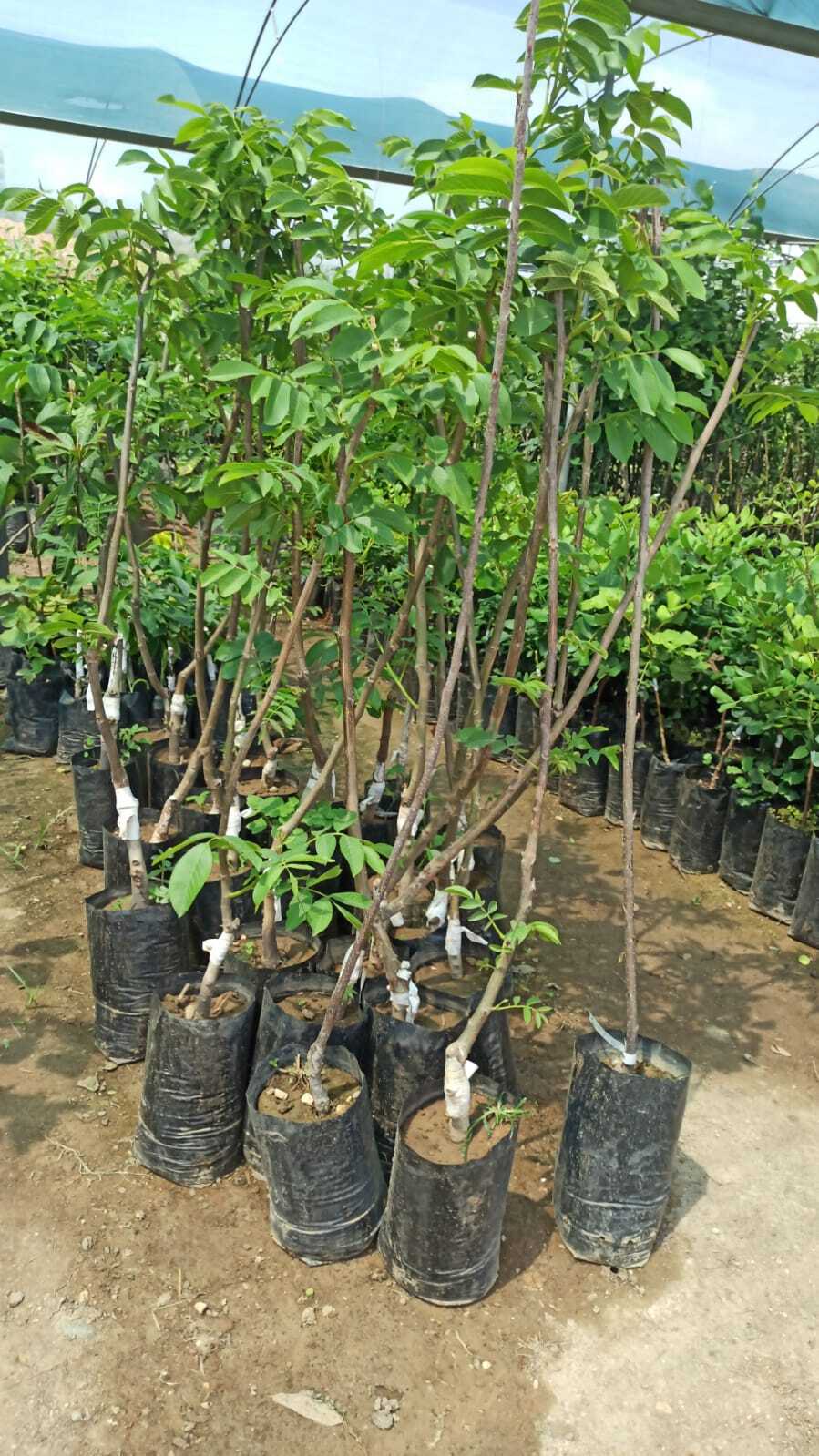 Chandler Ceviz Fidanı