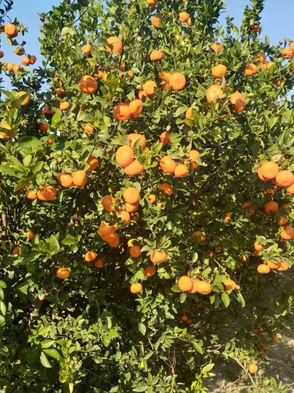 Rize Mandalinası ( Satsuma)