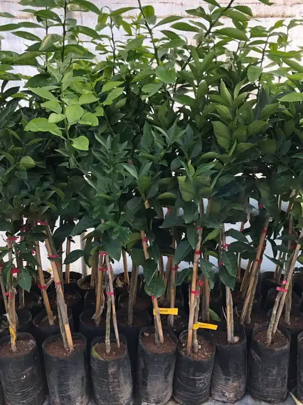 Clementine Mandalina - 2 Yaş