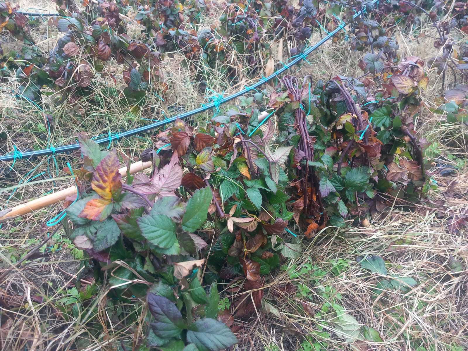 Dikensiz Jumbo Böğürtlen Fidanı - 5 Metre