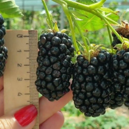 Dikensiz Jumbo Böğürtlen Fidanı - 5 Metre