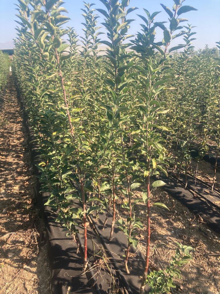 Elma Fidanı Paketi - 2 Yaş - Açık Köklü (3-5-10-20'li Paketler)