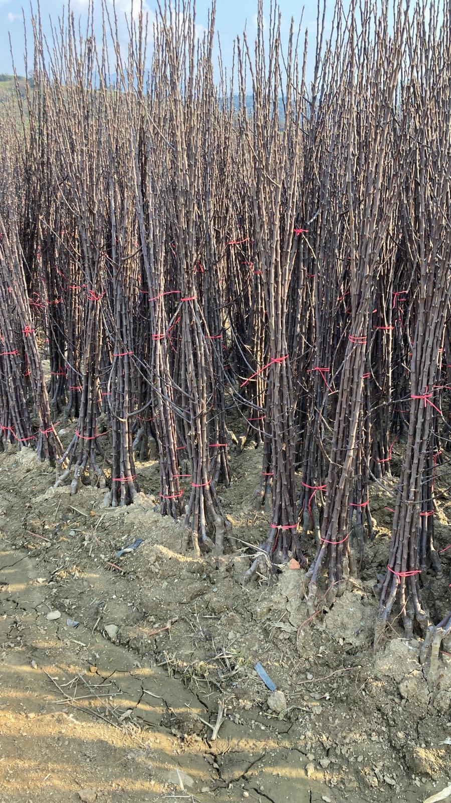 Elma Fidanı Paketi - 2 Yaş - Açık Köklü (3-5-10-20'li Paketler)