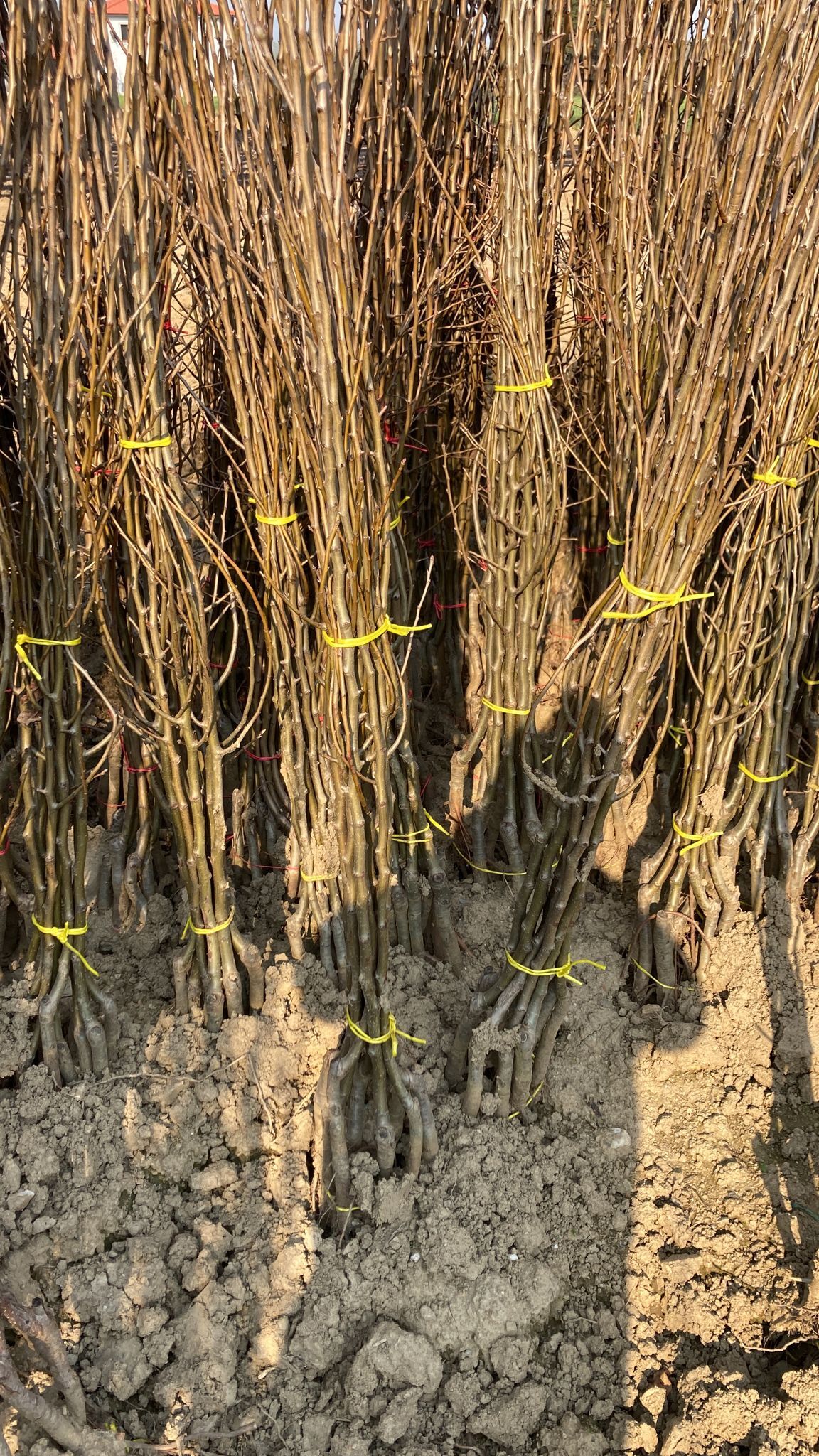 Erik Fidanı Paketi - 2 Yaş - Açık Köklü (3-5-10-20'li Paketler)