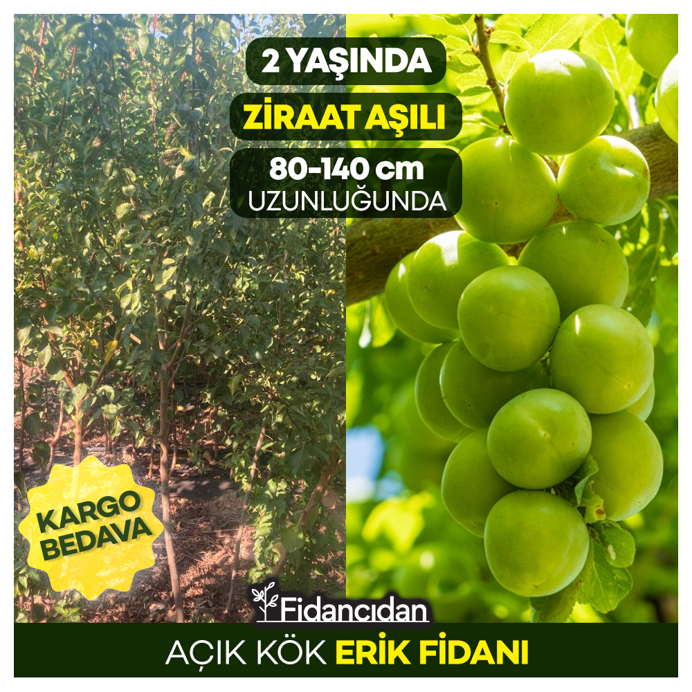 Erik Fidanı Paketi - 2 Yaş - Açık Köklü (3-5-10-20'li Paketler)