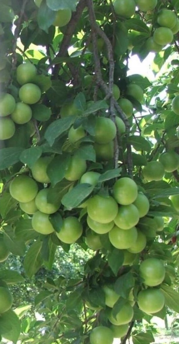 Erik Fidanı Paketi - 2 Yaş - Açık Köklü (3-5-10-20'li Paketler)