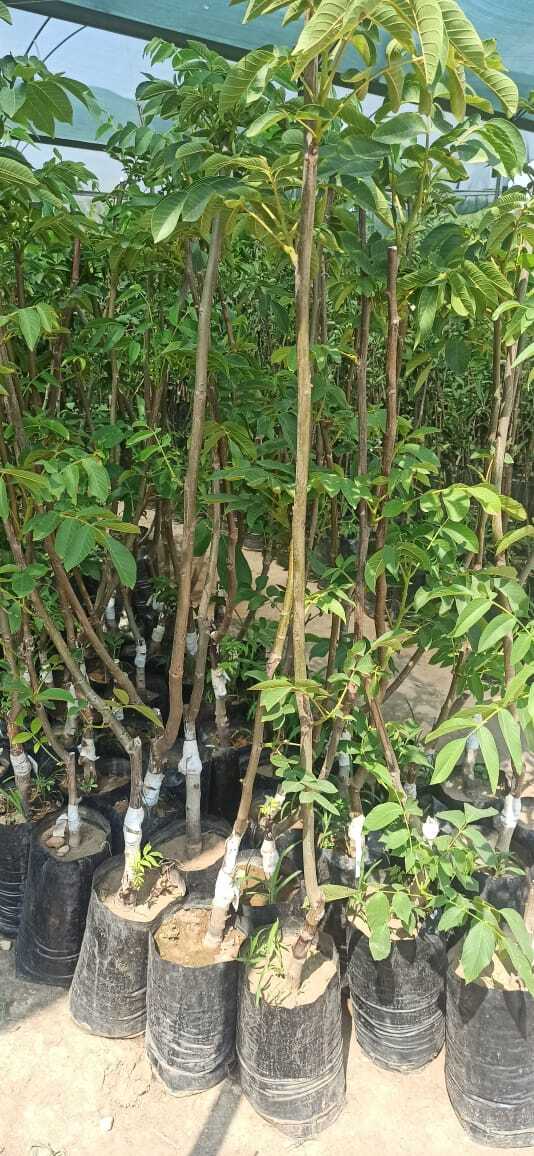 Fernor Ceviz Fidanı