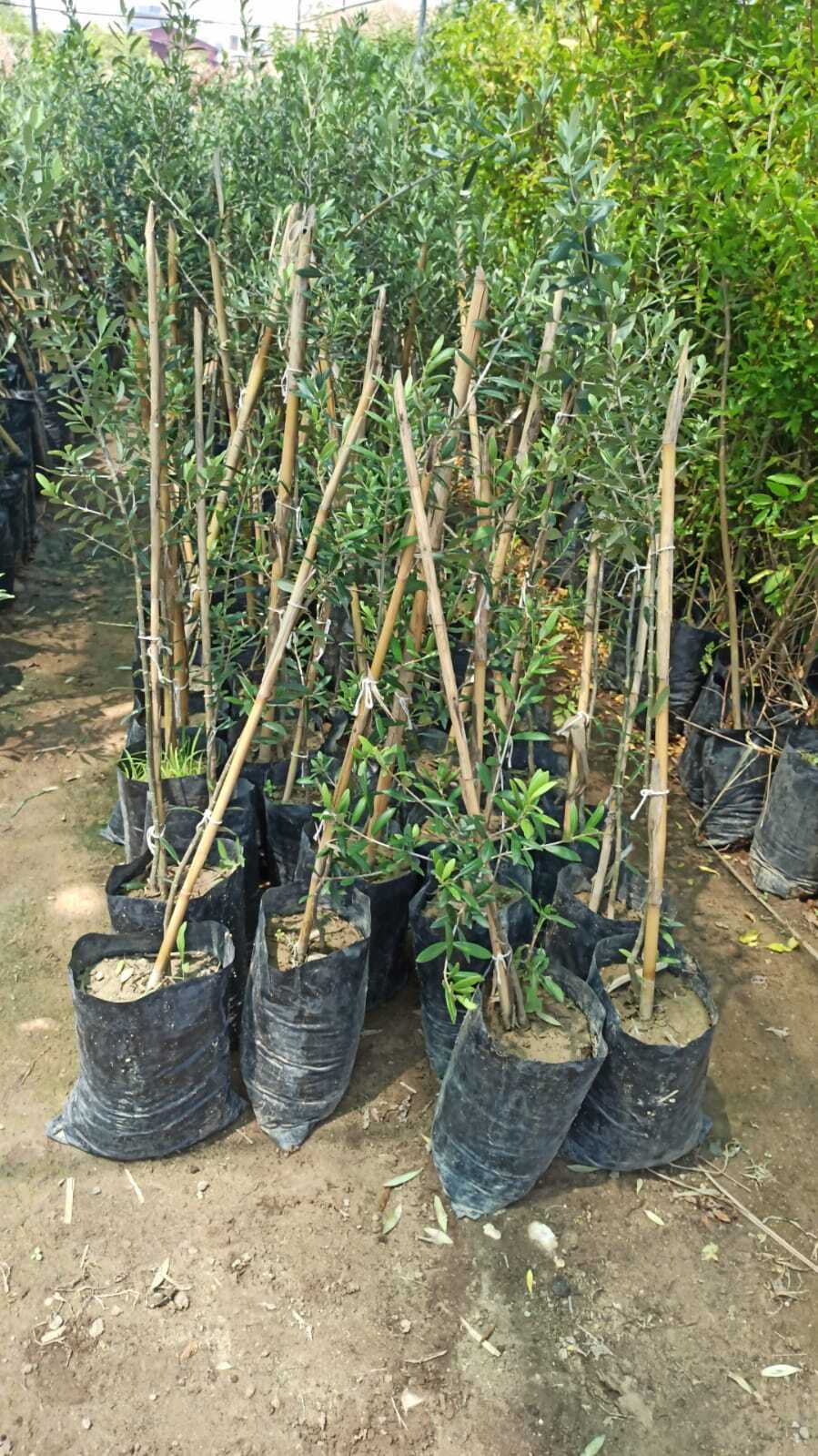 Gemlik Zeytin Fidanı - 2 Yaş