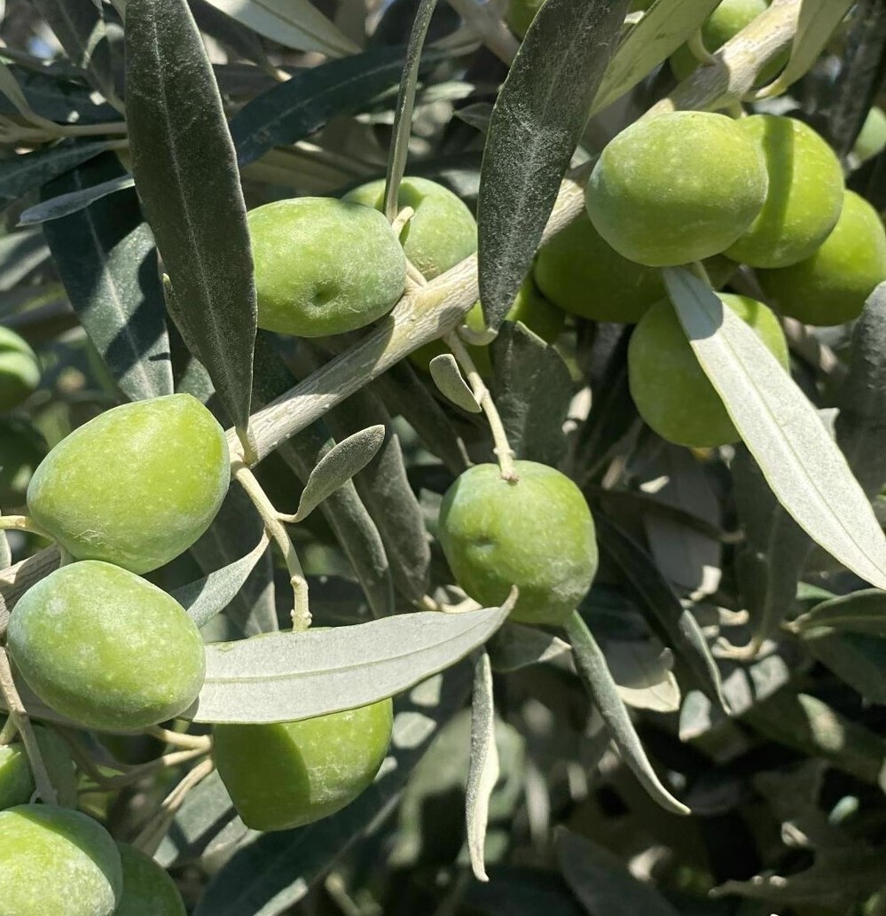 Gemlik Zeytin Fidanı - 3 Yaş