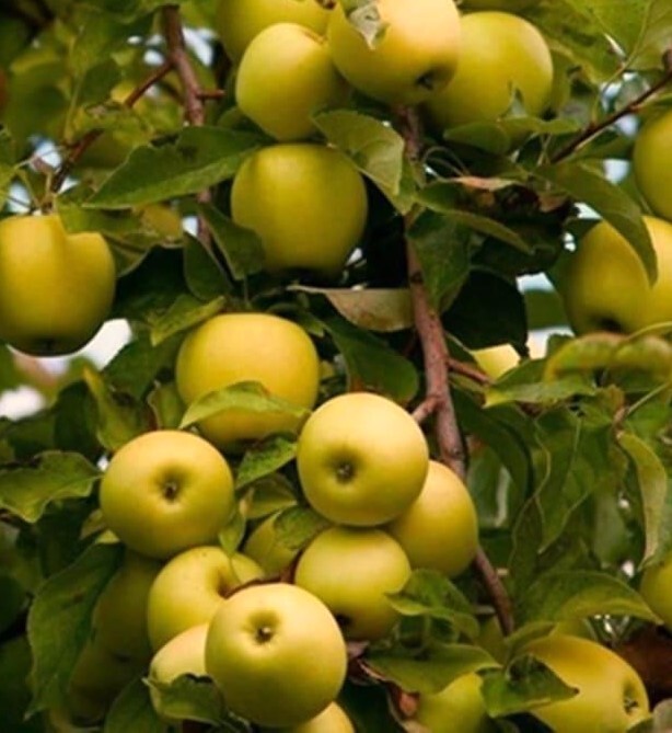 Golden Elma Fidanı 