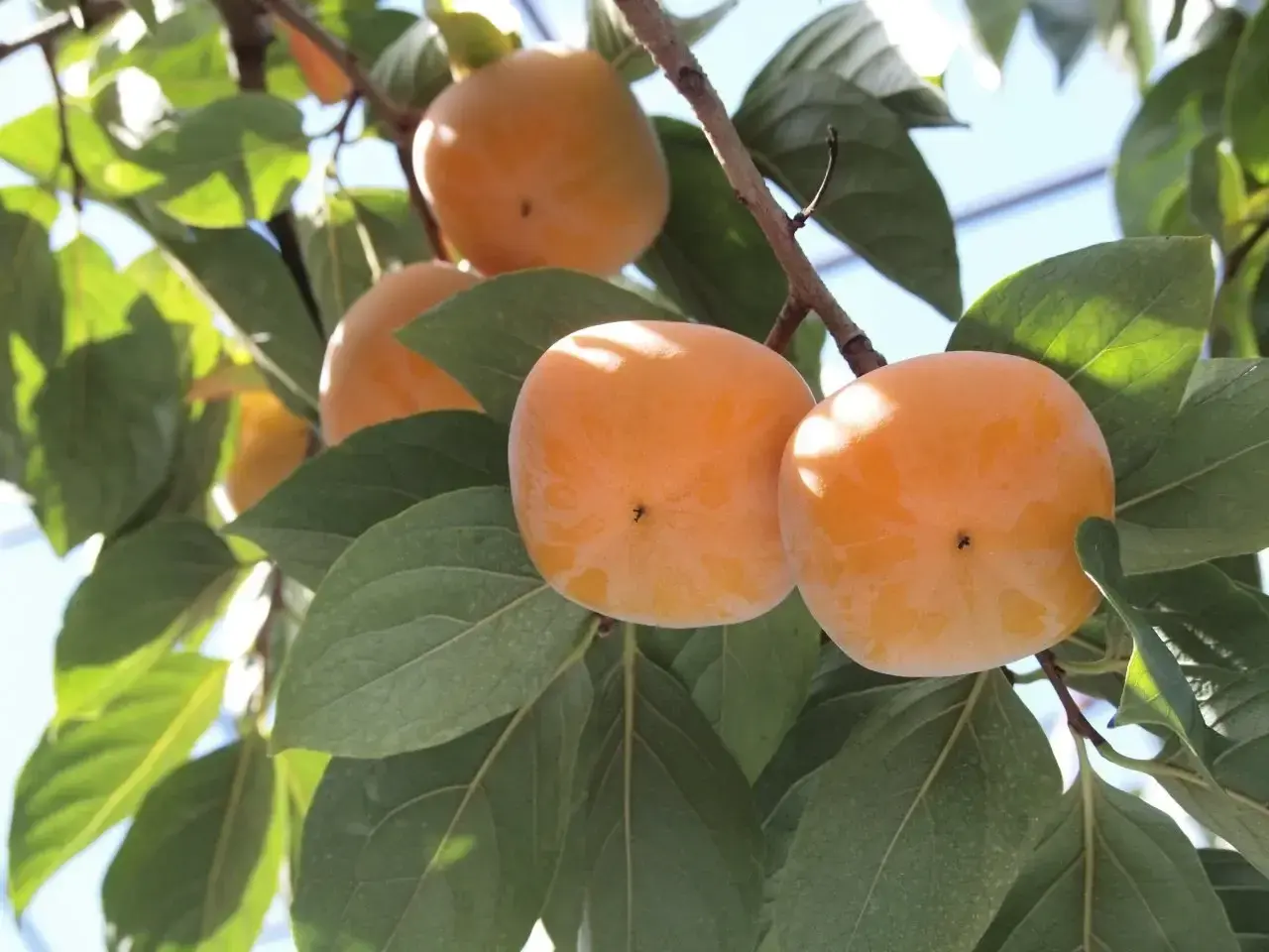Hurma (Hachiya) Fidanı 