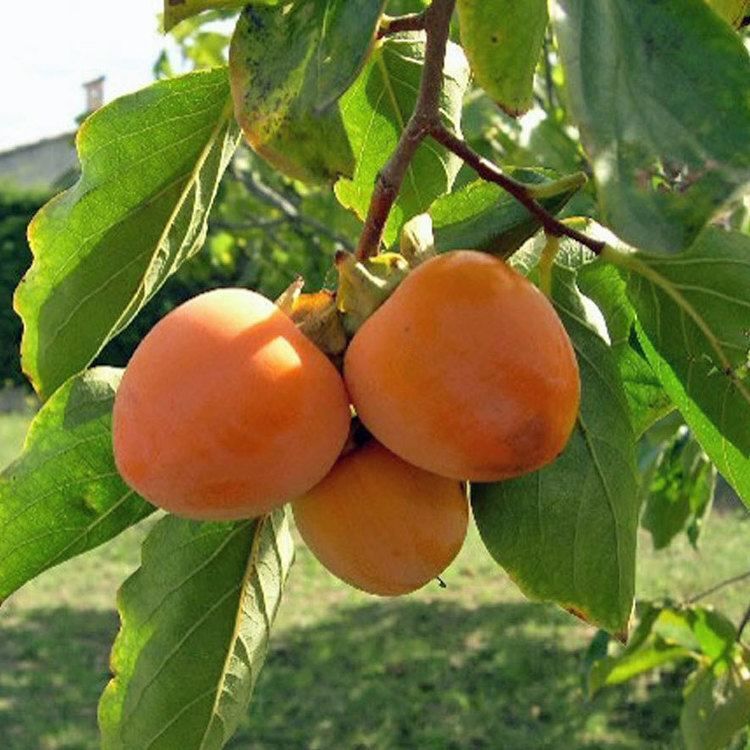 Hurma (Fuyu) Fidanı 