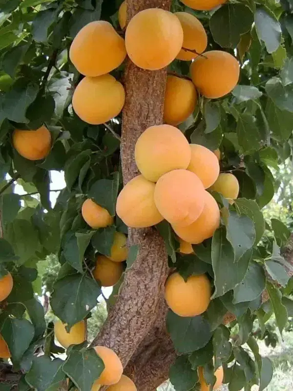 Kayısı Fidanı