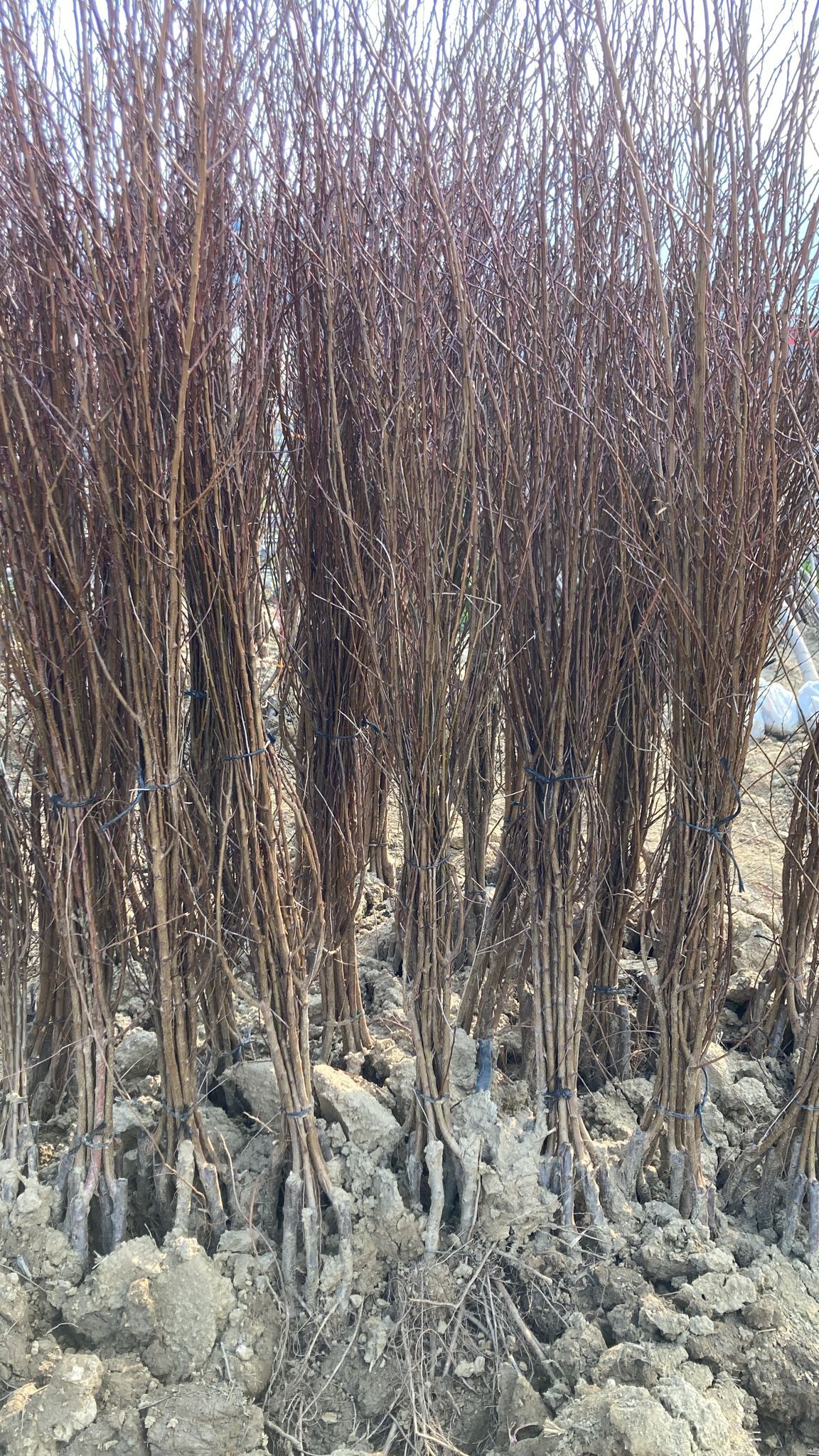 Kayısı Fidanı Paketi - 2 Yaş - Açık Köklü (3-5-10-20'li Paketler)