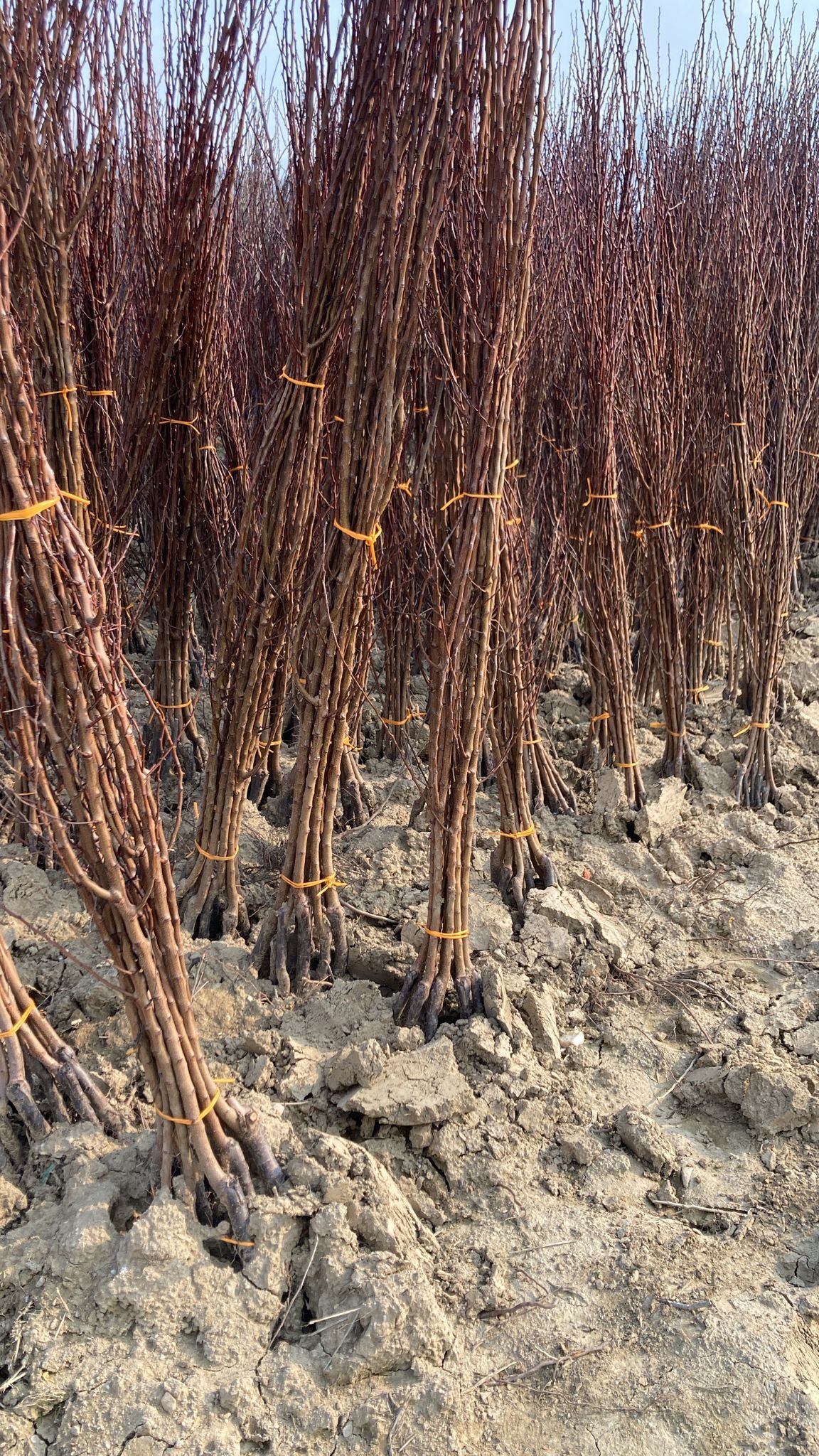 Kayısı Fidanı Paketi - 2 Yaş - Açık Köklü (3-5-10-20'li Paketler)