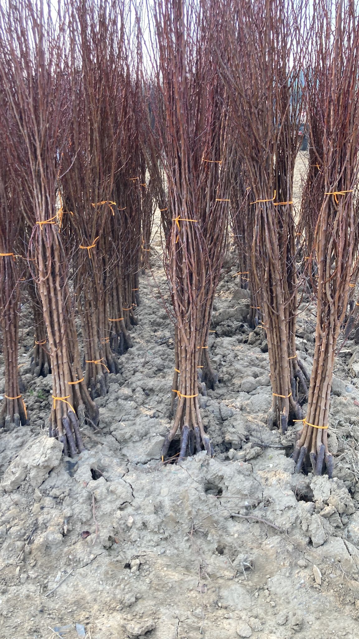 Kayısı Fidanı Paketi - 2 Yaş - Açık Köklü (3-5-10-20'li Paketler)