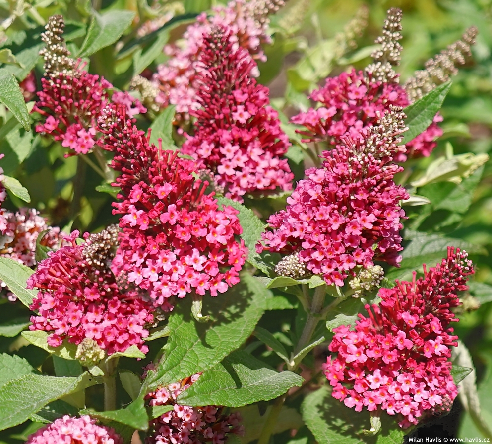 Kelebek Çalısı Çiçeği – Pembe Renk (Buddleja davidii ‘Little Pink’)