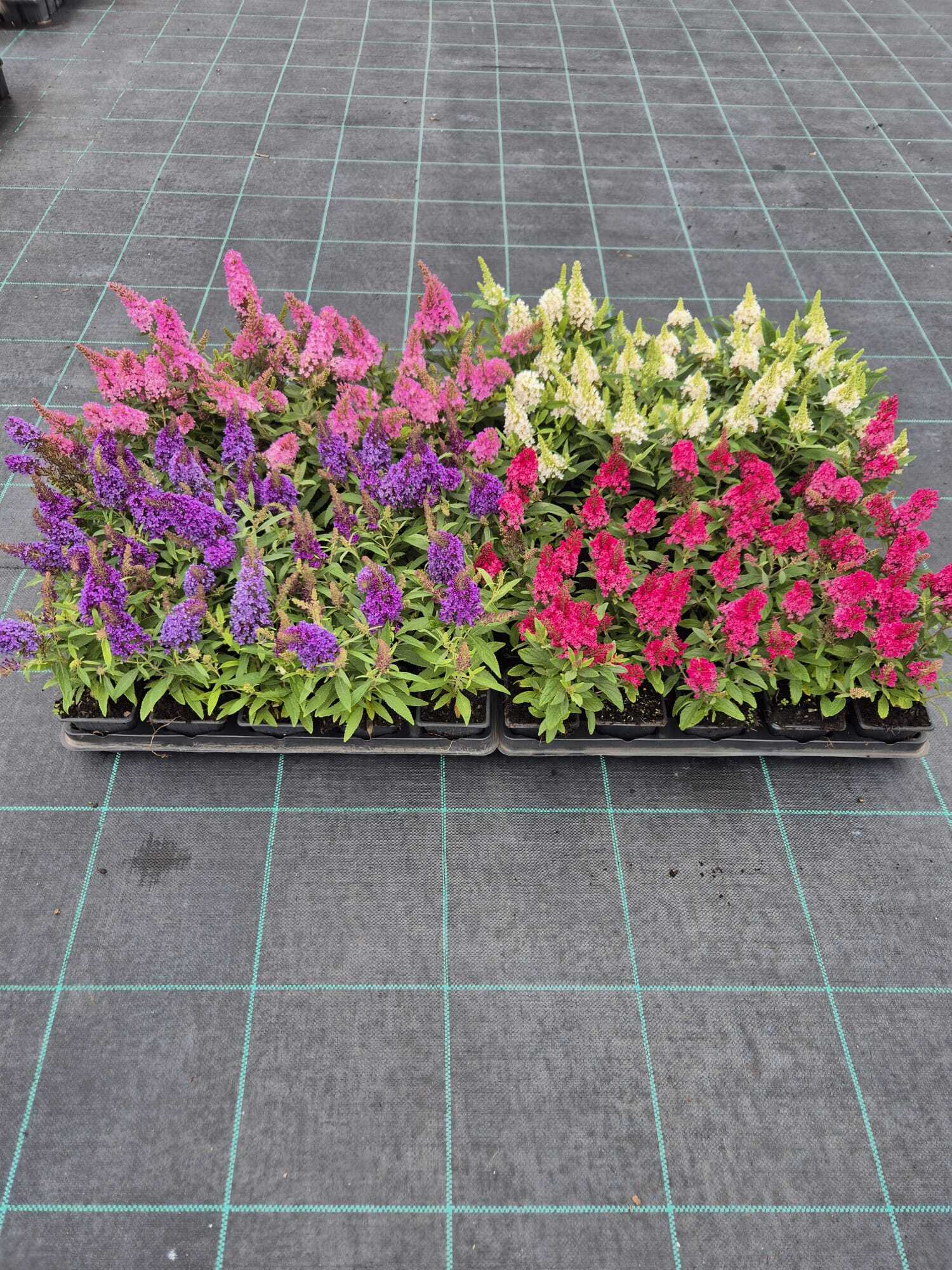 Kelebek Çalısı Çiçeği – Pembe Renk (Buddleja davidii ‘Little Pink’)